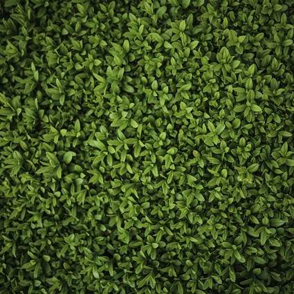 Ligustrum Ovalifolium (Common Green Privet)